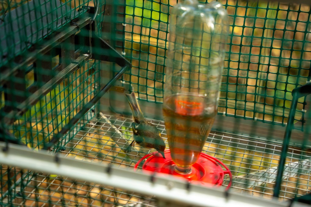 Hihi In A Bird Cage