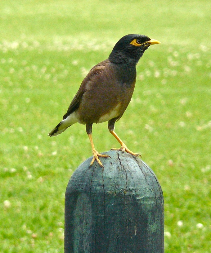 Backyard birds - Myna
