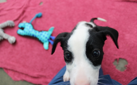 Juniper (ADOPTED) tile image