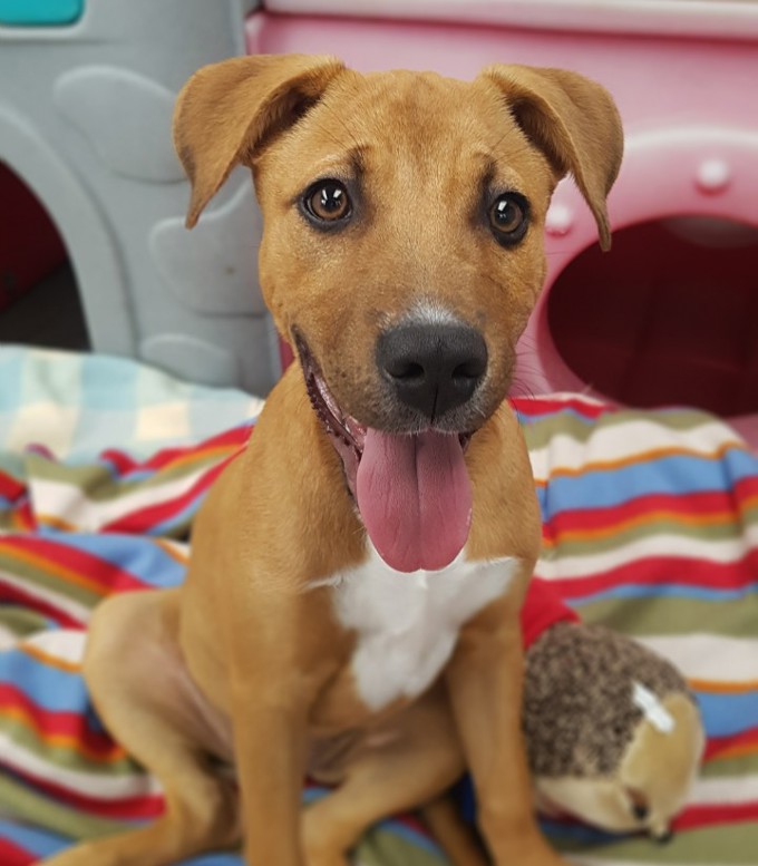 Adorable adoptables from Auckland's shelters (1)