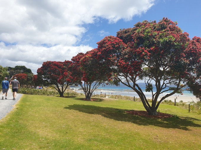 Tawharanui Camping Dec 2020