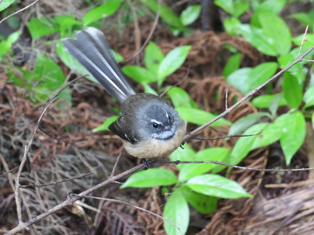 Has bird song returned to your backyard?