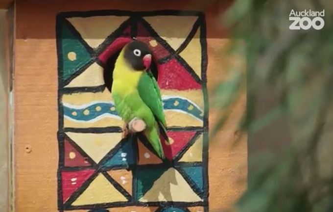 Zoo Tales: Love birds 2