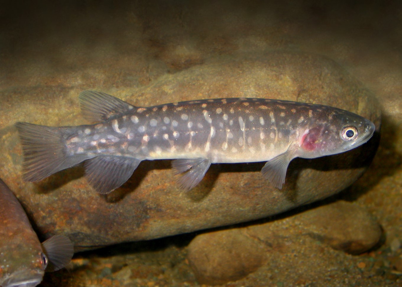 Photo captured at Auckland Zoo