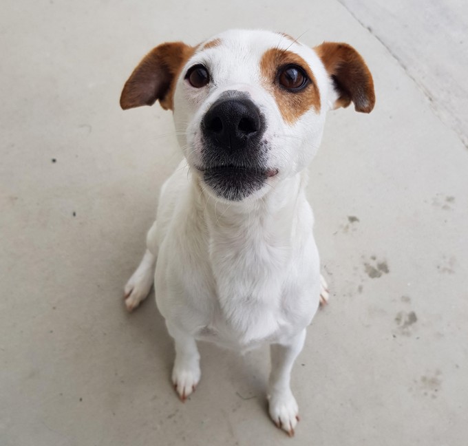 Adorable adoptables (1)