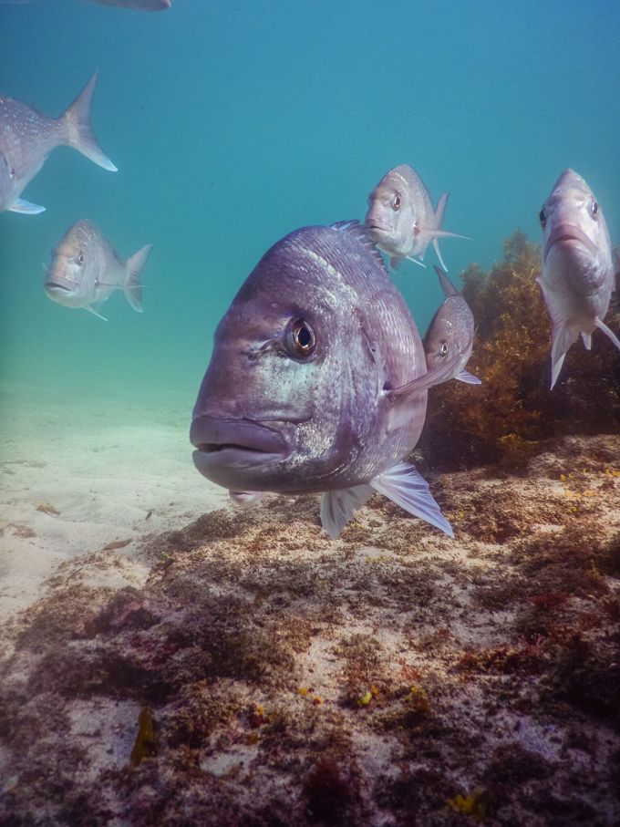 Hauraki Gulf Forum -State of our Gulf 2017 (3)