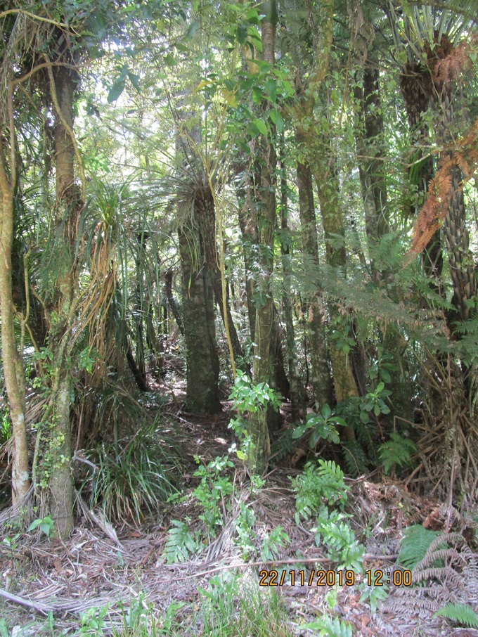 Auckland Council initiates first kauri dieback prosecution (1)