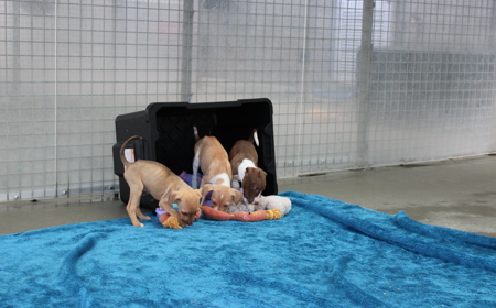 Boogie (ON HOLD) tile image