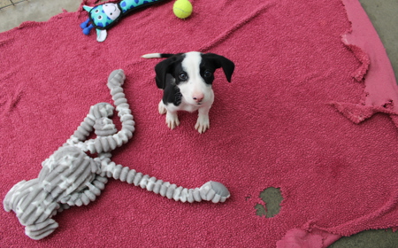 Juniper (ADOPTED) tile image