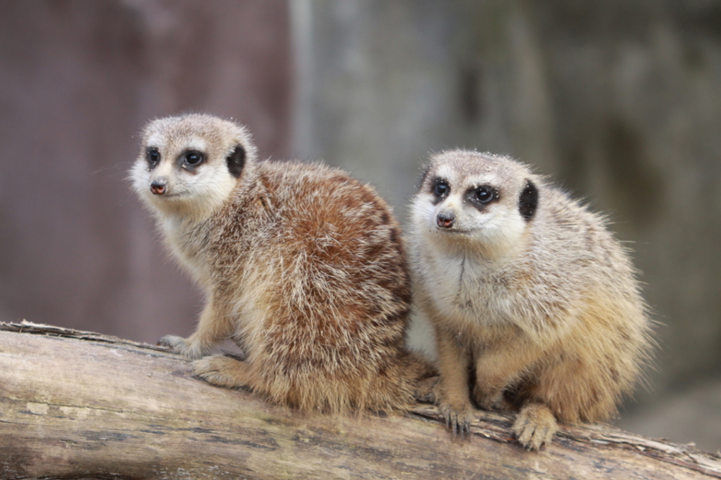Zoo Tales Meerkat mob.jpg