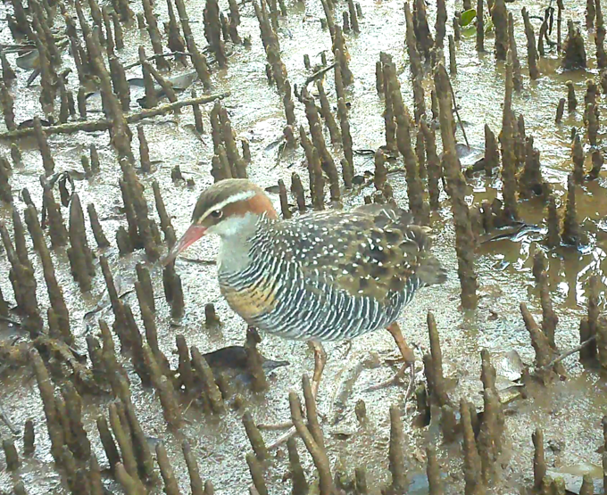 Banded Rail Oa