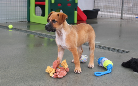 Psyduck (ADOPTED) tile image
