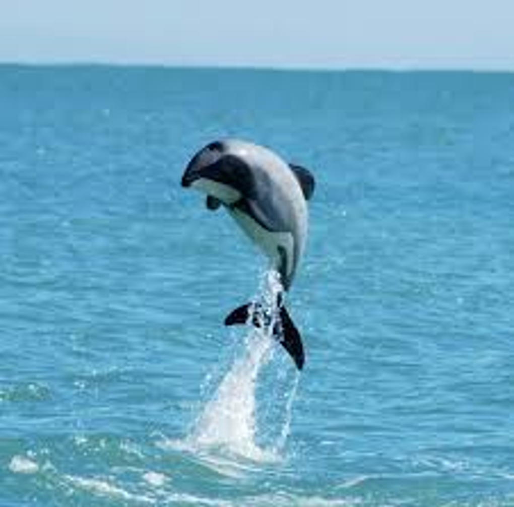 Government urged to protect our marine environment