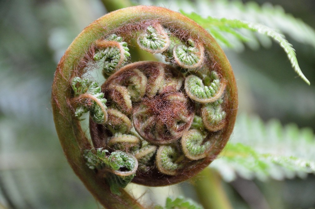 kewl-plant-89874_1280 (1)_y1zip4hc.jpg
