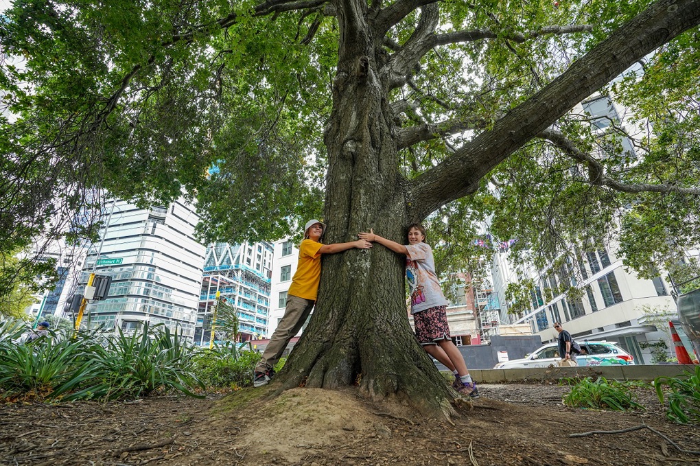 Pin Oak, Britomart Place 2