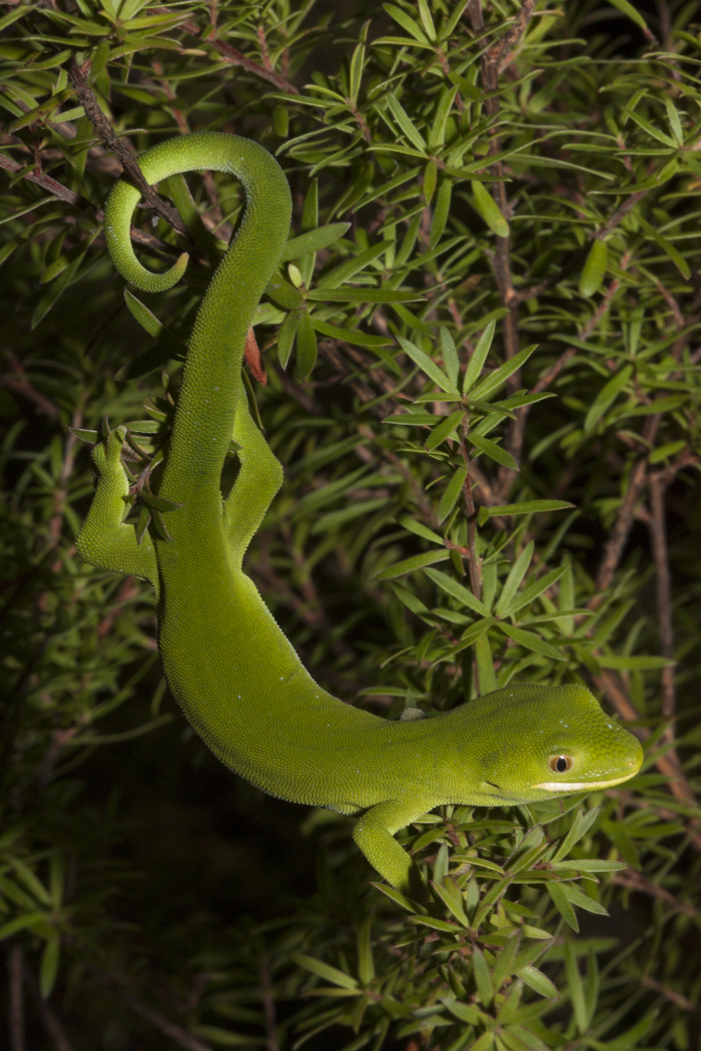 Frog & reptile report 2