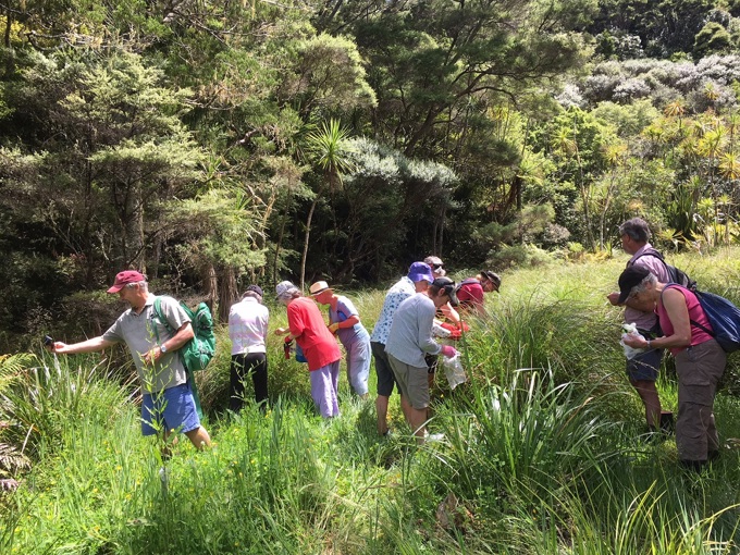 Meet a Pest-Free Hero – Matuku Link