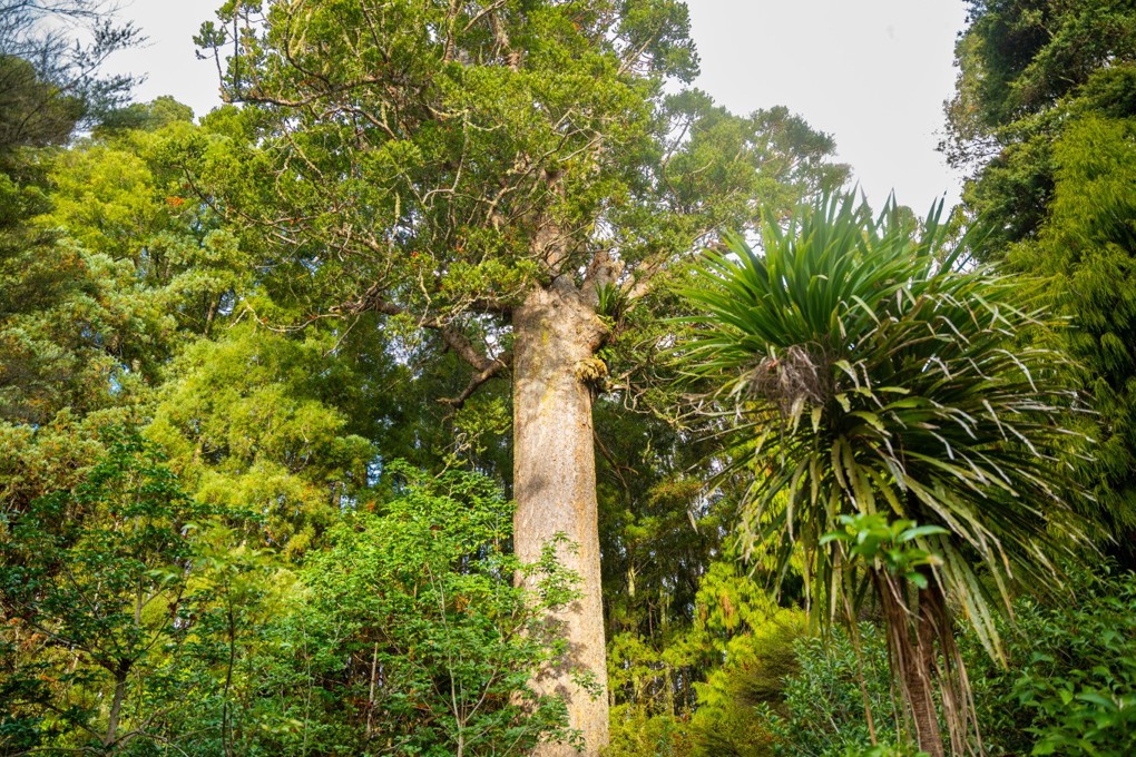 Tall and majestic kauri tree