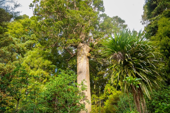 Tall and majestic kauri tree