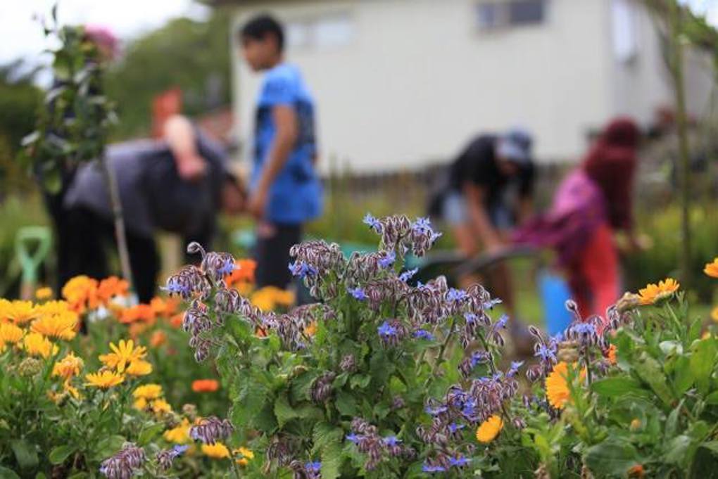Fruit, neighbours and a thriving community.jpg
