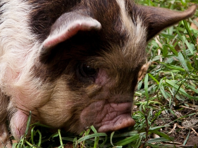 Hunua_Ranges_pig_small.jpg