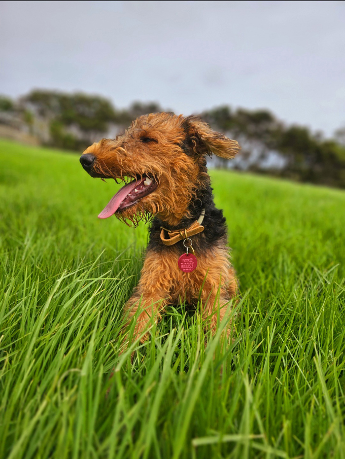 Dog infringement notices 25-25