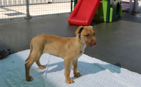 Yarrow (ON HOLD) tile image