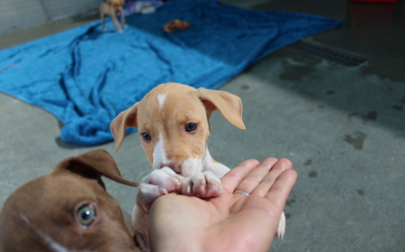 Boogie (ON HOLD) tile image