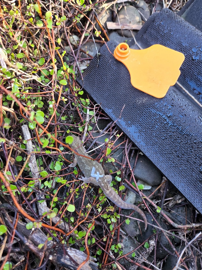 Raukawa gecko 1