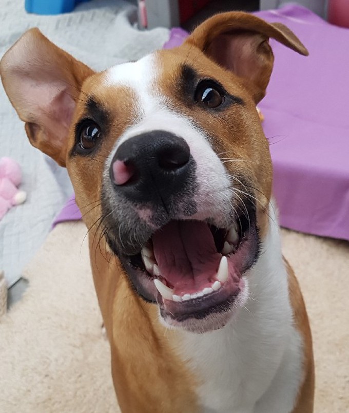 Adorable adoptables from Auckland's shelters (2)