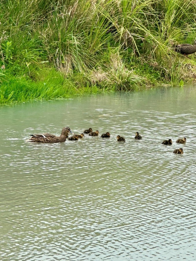 All 11 Ducklings Reunited