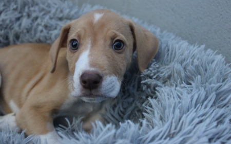 Boogie (ON HOLD) tile image