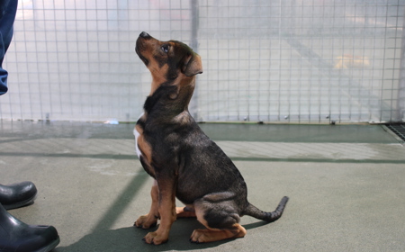 Sir Tristram tile image