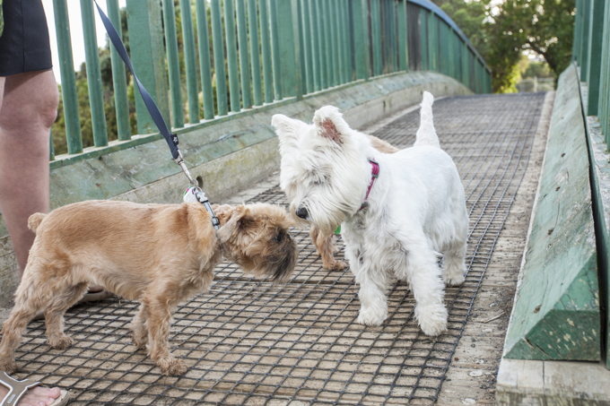 HURRAH, it's the Desexy Revolution.jpg