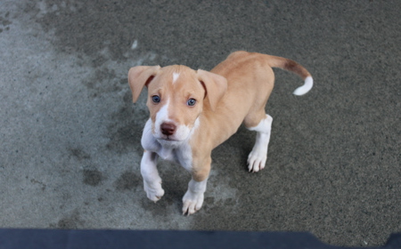 Boogie (ON HOLD) tile image