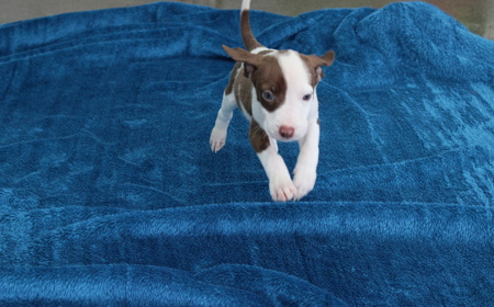 Salsa (ON HOLD) tile image