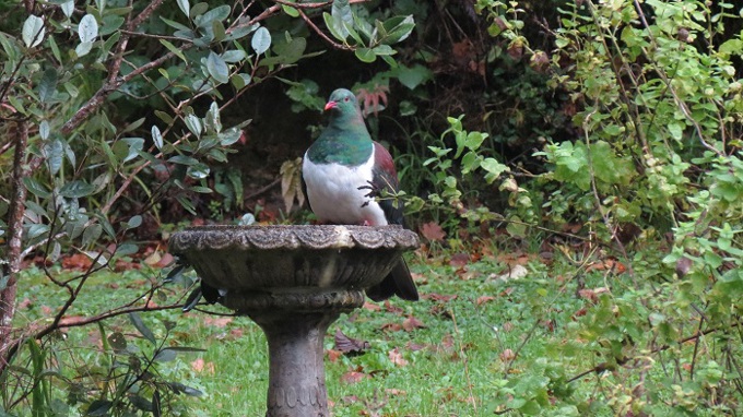 Communities Pest Free