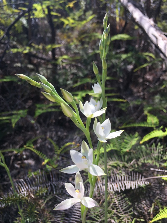 Thelymitra longifolia orchid growing in Waikumete Cemetery