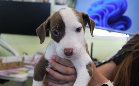 Salsa (ON HOLD) tile image