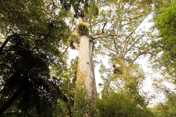 2021 Kauri Survey