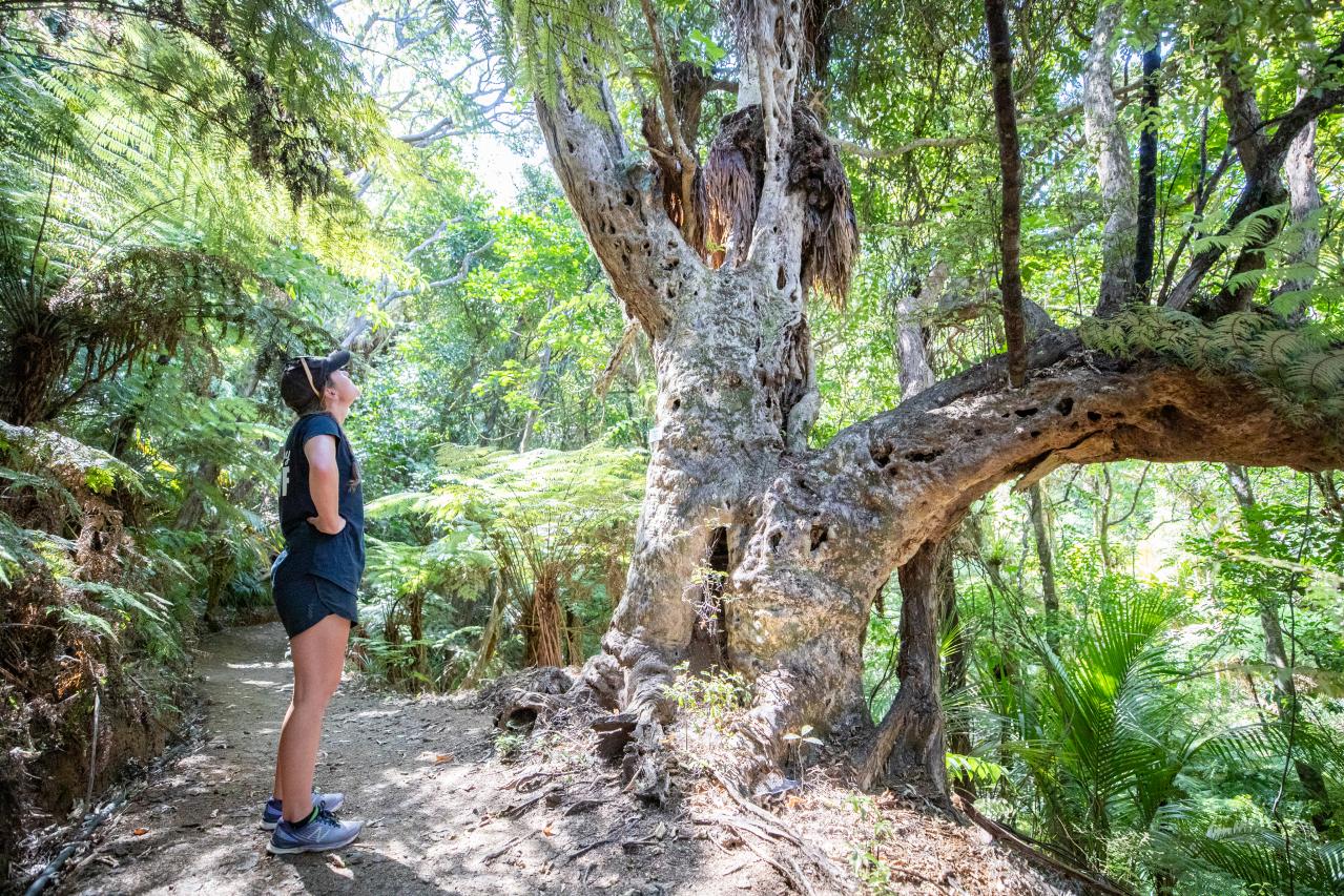 A lady admiring a tree in a native bush area. 