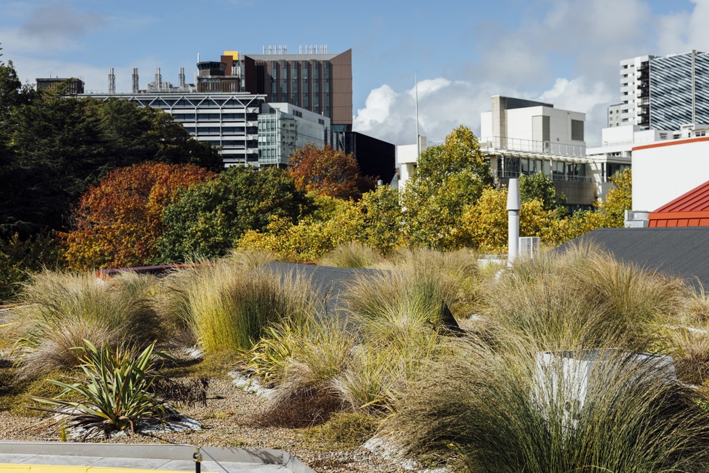 Living roof 2
