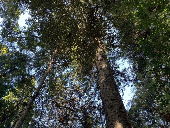 Track work making strides in regional parks