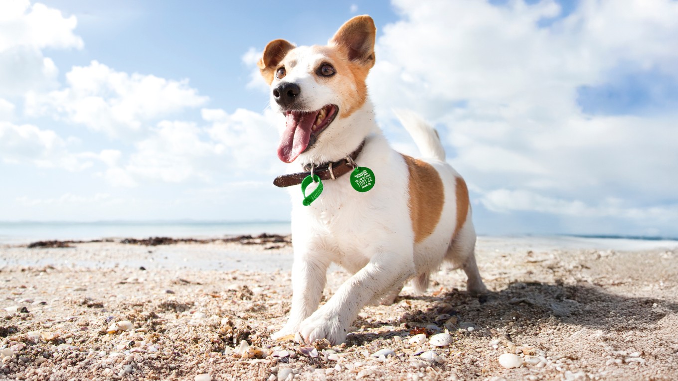 A registered dog on the beach.