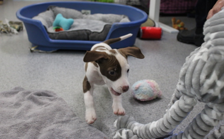 Salsa (ON HOLD) tile image