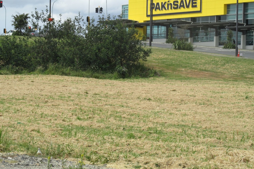 Urban dotterels 3