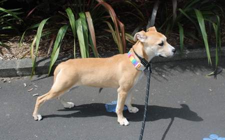 Thai (ADOPTED) tile image