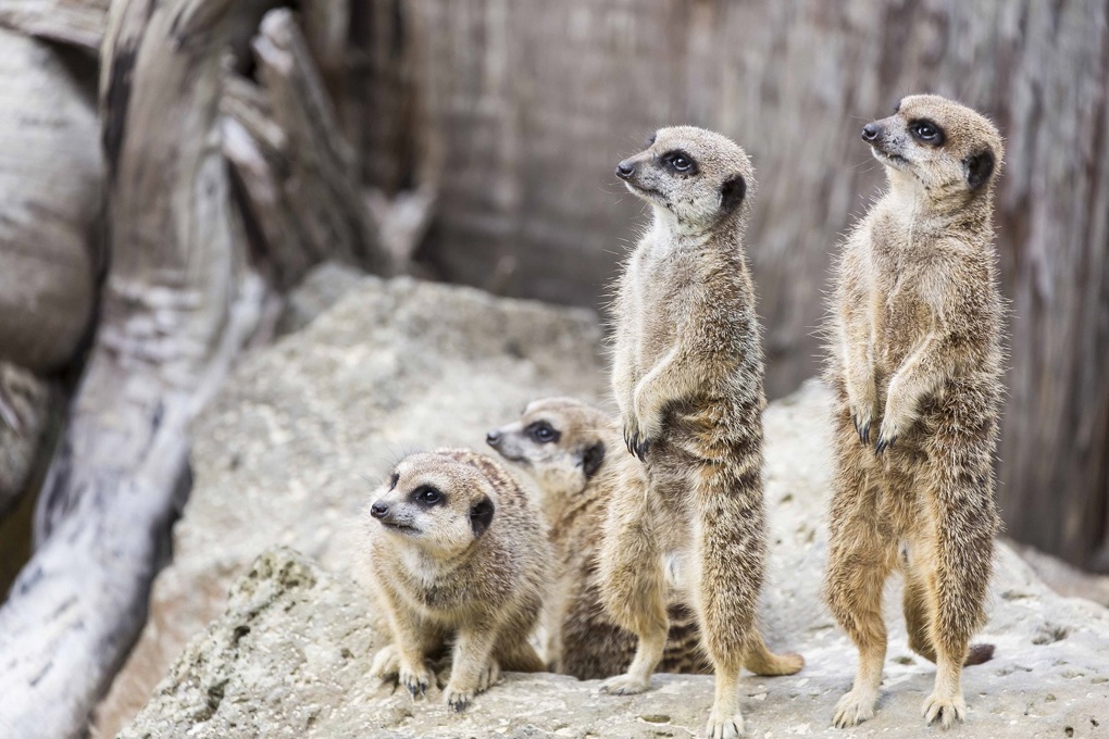 Zoo Tales: A slice of Africa this Easter_3