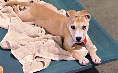 Thai (ADOPTED) tile image