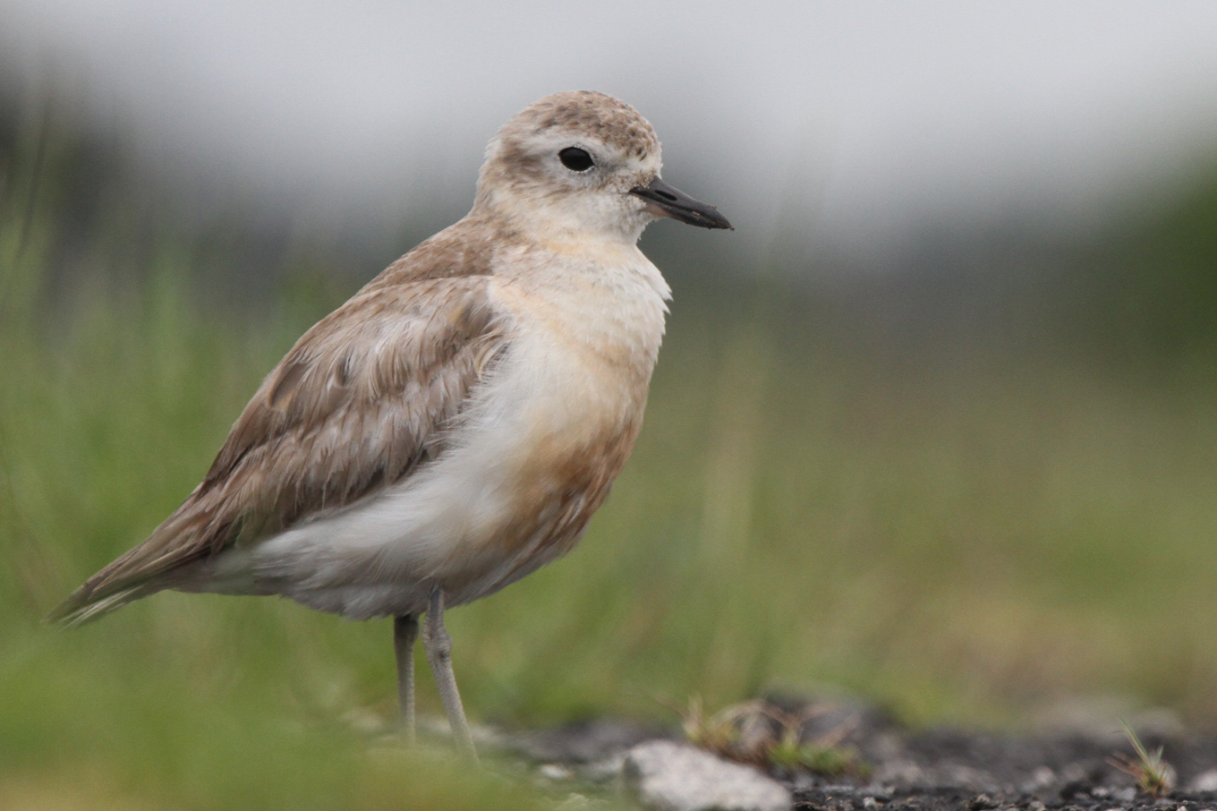 The dotterel bird at the beach. 
